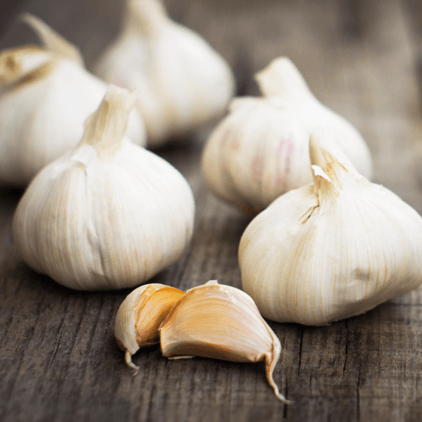 Garlic