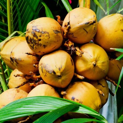Tender Coconut Img